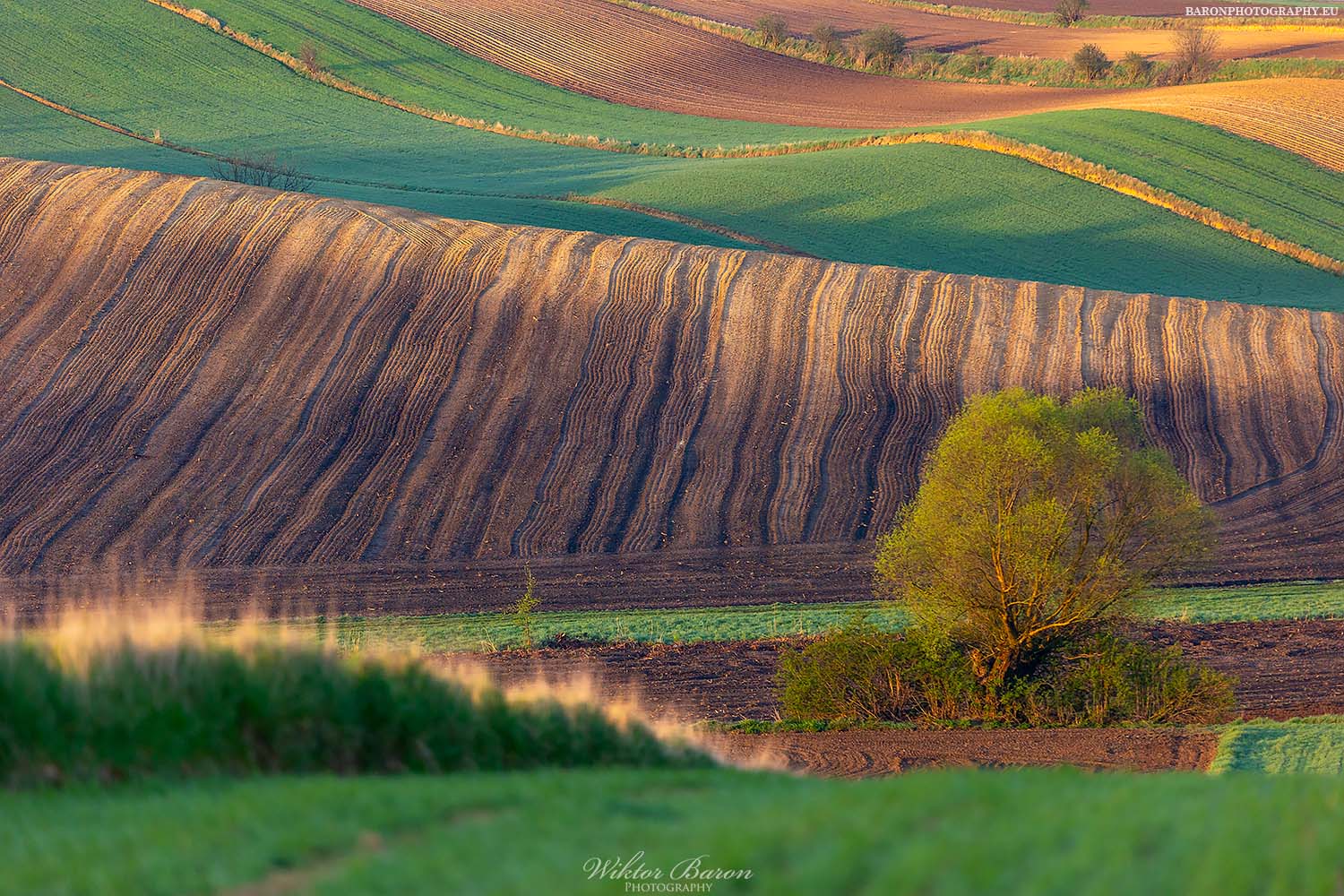 CZARNOCIN - PONIDZIE